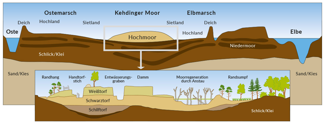 Verein-zur-Foerderung-von-Naturerlebnissen-Kehdinger-Moor-Querschnit