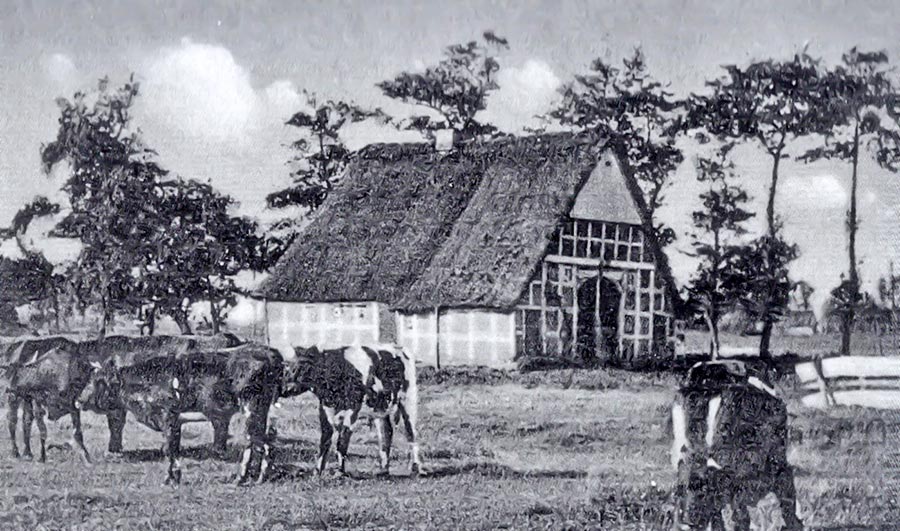 verein-naturerlebnisse-moorgeschichte-kuehe-doesemoor